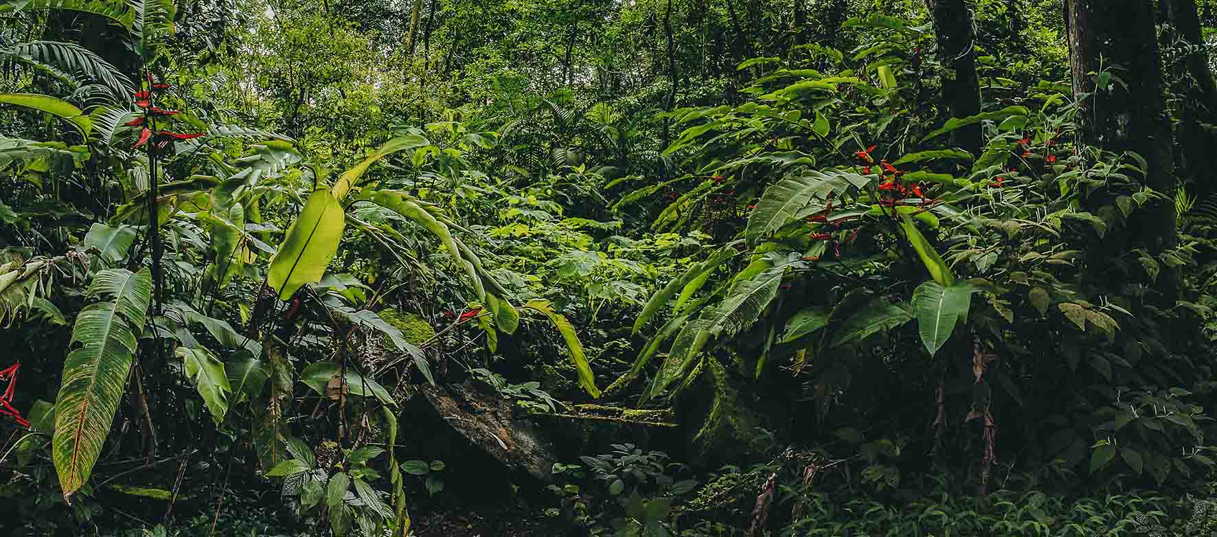 Jungle équatoriale forêt tropicale humide du Costa Rica