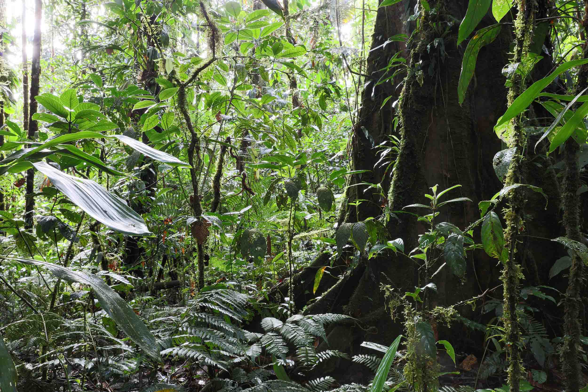 La plus vaste forêt tropicale humide de la planète.