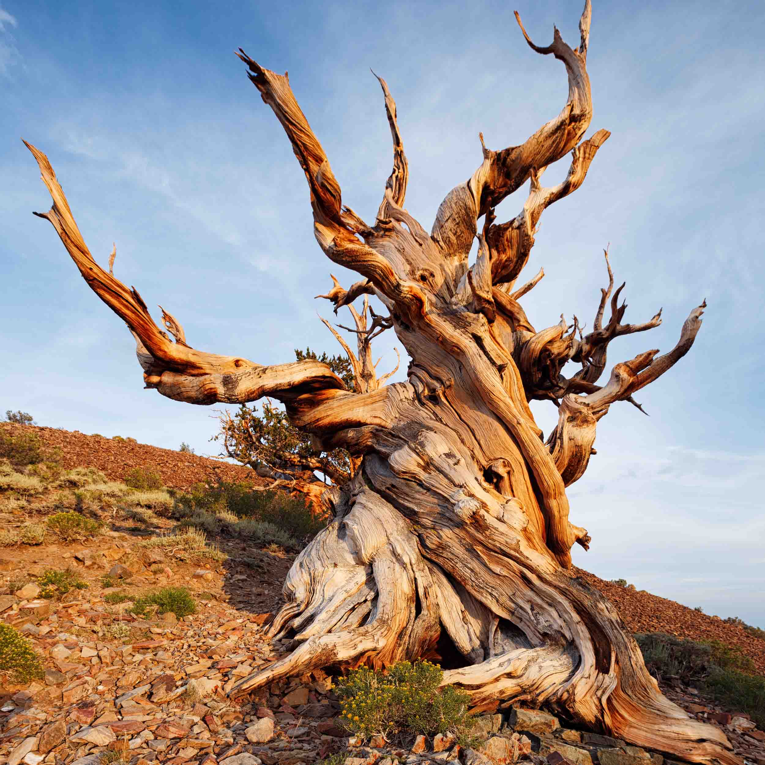 L’arbre vivant le plus vieux du monde.
